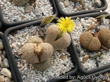 Lithops ruschiorum var. lineata C386 40 km NNE of Rocky Point, Namibia
