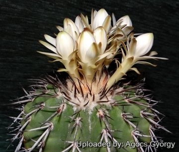 Discocactus latispinus