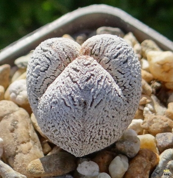 Astrophytum myriostigma cv. Onzuka tricostatum