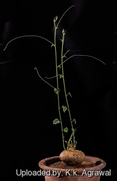 Cyclantheropsis parviflora