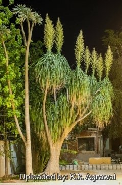 Beaucarnea recurvata