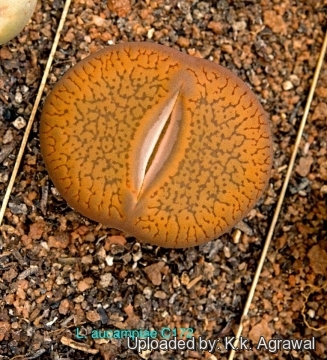 Lithops aucampiae C172 5 km W of Sishen, South Africa