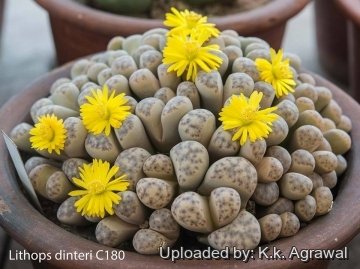 Lithops dinteri var. frederici C180 TL: 30 km NW of Pofadder, South Africa