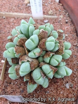 Conophytum quaesitum