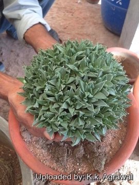 Nananthus vittatus
