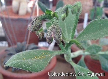 Euphorbia echinulata
