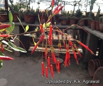 Fouquieria macdougalii