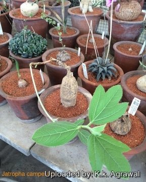 Jatropha campestris
