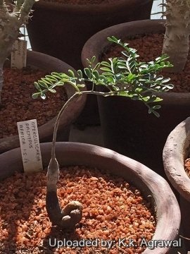 Operculicarya pachypus