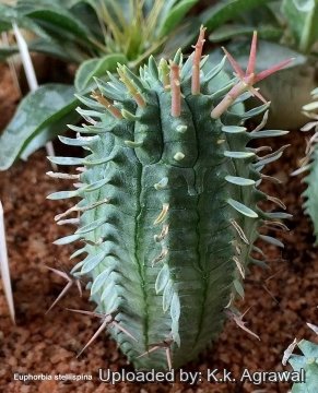 Euphorbia stellispina