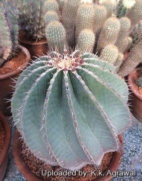 Ferocactus schwarzii