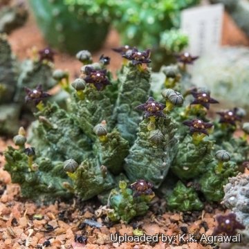 Pseudolithos dodsonianus