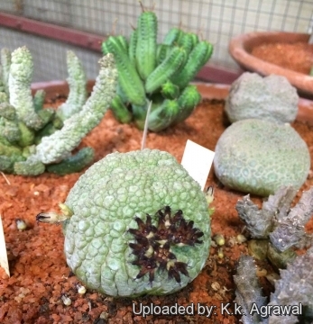 Pseudolithos eylensis