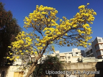 Tabebuia aurea