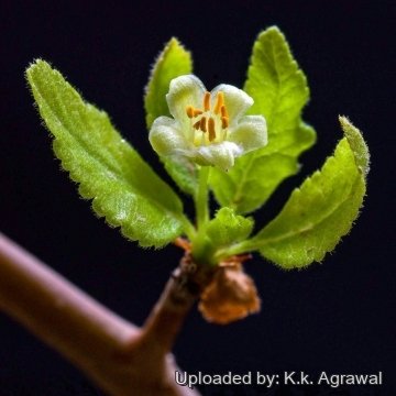 Bursera hindsiana