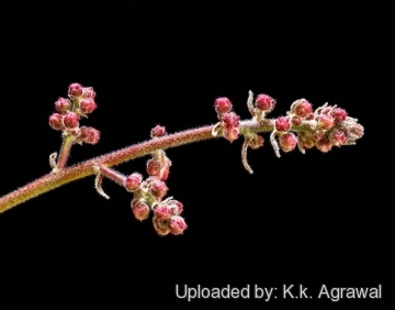 Bursera grandifolia