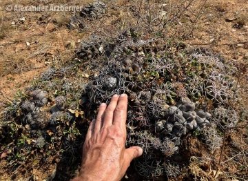 Discocactus silicicola