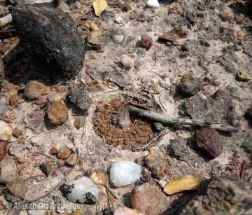 Frailea cataphracta subs. melitae