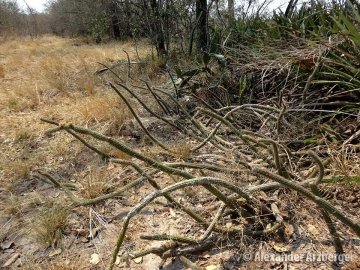 Cleistocactus baumannii