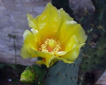 Opuntia dillenii