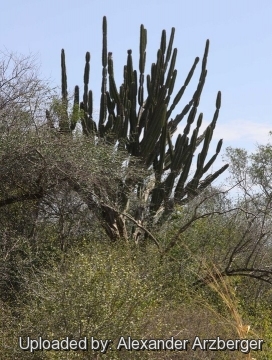 Cereus stenogonus