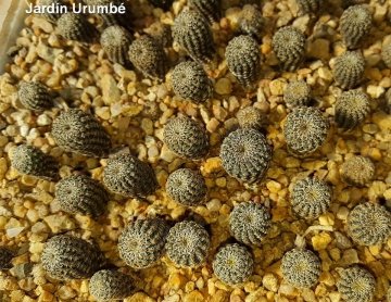 Frailea phaeodisca