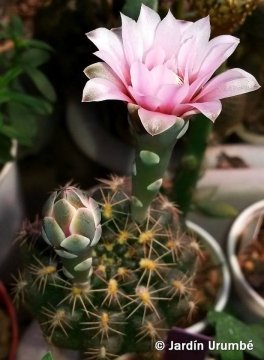 Gymnocalycium affine
