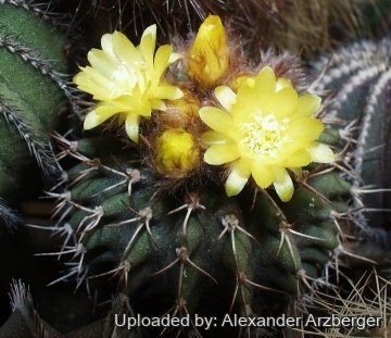 Uebelmannia buiningii