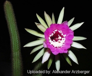 Arthrocereus rondonianus