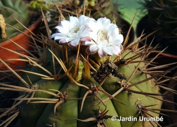 Gymnocalycium eurypleurum