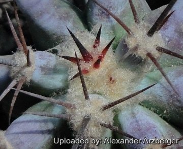 Echinocactus platyacanthus