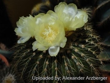 Parodia grossei var. aureispina