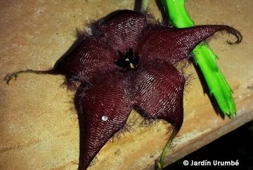 Stapelia schinzii