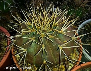 Gymnocalycium eurypleurum