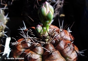 Gymnocalycium damsii var. rotundulum