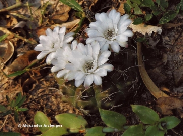 Gymnocalycium anisitsii