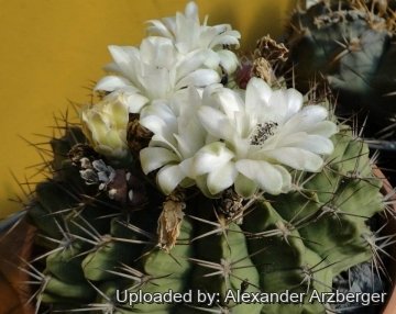 Gymnocalycium marsoneri subs. megatae