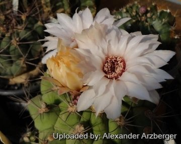 Gymnocalycium pflanzii