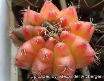 Gymnocalycium anisitsii subs. damsii f. variegata