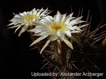 Echinopsis rhodotricha subs. chacoana