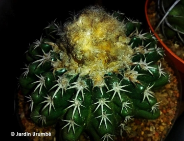 Discocactus woutersianus