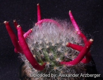 Mammillaria bocasana