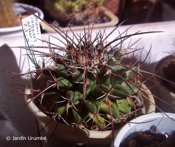 Mammillaria ingens