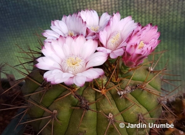 Gymnocalycium eurypleurum