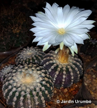 Discocactus horstii