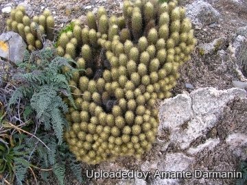 Acharagma roseanum subs. galeanense