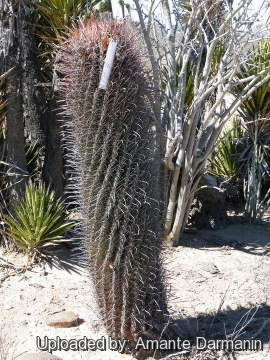 Ferocactus peninsulae subs. viscainensis