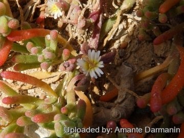 Mesembryanthemum nodiflorum