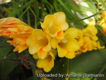Freesia refracta