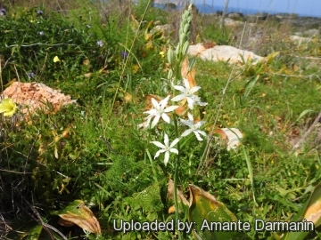 Ornithogalum narbonense